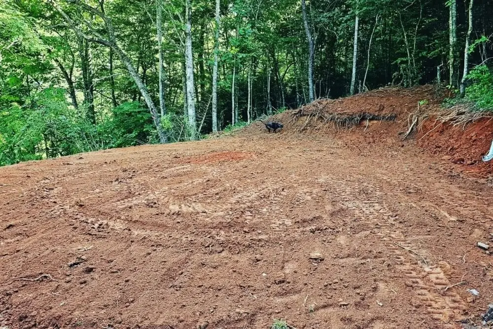 Cleared land surrounded by trees